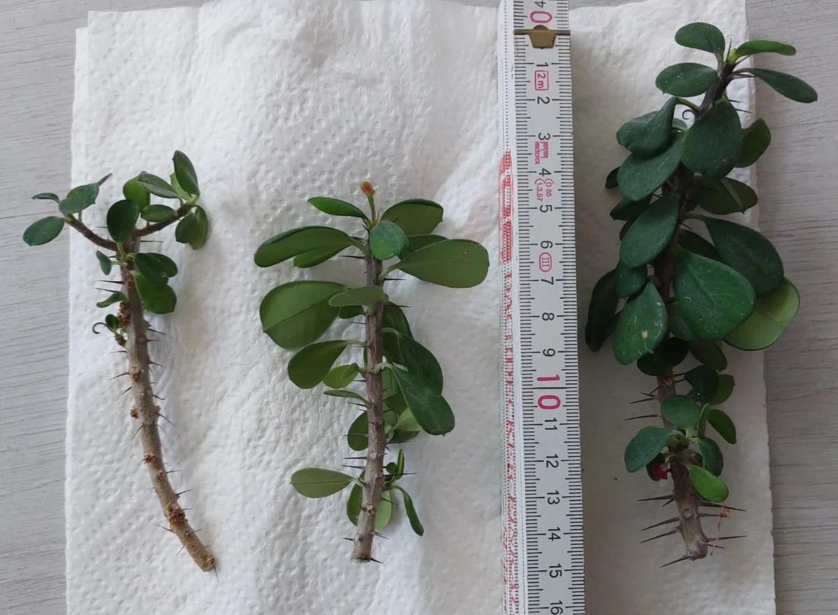Rotdorn in Bonsai-Bume online kaufen | eBay.de