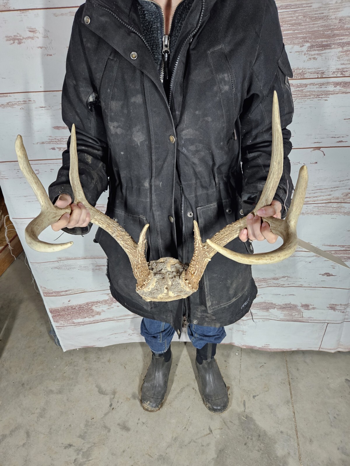 Wild 8 Point Whitetail Deer Antler Rack Horn Skull Plate Taxidermy ...