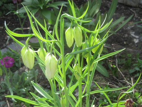 Fritillaria Meleagris : 100 Seeds (2022) : Checkered Lily : White, Purple, Brown - Picture 7 of 12