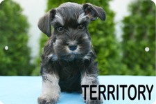 SCHNAUZER DOG Canine Breed Sign 8 x 12 Emblem Puppy Trees Territory Version