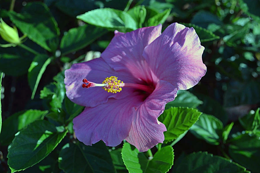 Purple hibiscus flower deals