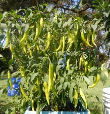 SINIGANG GREEN FINGER SILI HABA PEPPER SEEDS FILIPINO PHILIPPINES 25 PER PACK 