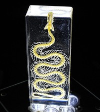 Echt Wasser Schlange Skelett IN 110mm Klar Lucite Kunstharz Wissenschaft Bildung