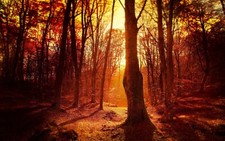 Landscape fall sunset forest trees sunlight nature Custom Gaming Mat Desk