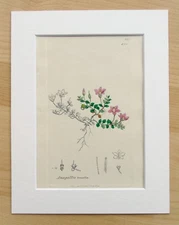 Bog Pimpernel - Sowerby c.1800 Mounted Antique Hand Coloured Botanical Print 288