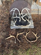 Lot Of 10 Whitetail 🦌 Deer Antlers Decoration Crafts Oddity Rustic 6 1/2 Pounds
