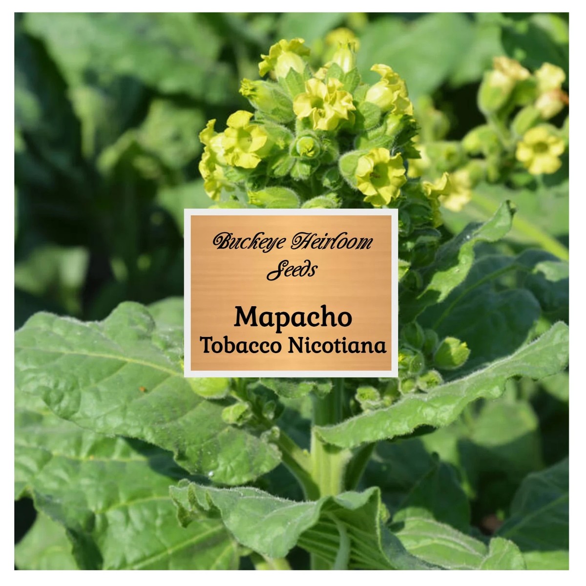 Mapacho | Aztec Ceremonial | 100 Tobacco Seeds | Nicotiana Rustica