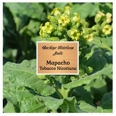 Mapacho | Aztec Ceremonial | 100 Tobacco Seeds | Nicotiana Rustica |  Makhorka