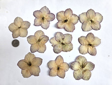 10 Pressed Dried Lenten Rose Flowers
