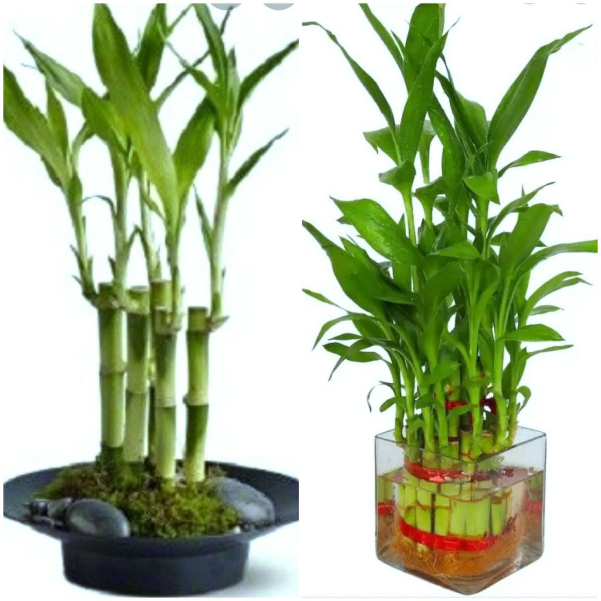 7 Lucky Bamboo Plant 4" Stalks, Feng Shui, GIFT, LIVE PLANT, Wedding Favors  | eBay