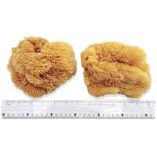 Natural Sea Sponges 5-5.5" 2pc Pack - Artists' Favorite
