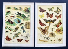 Lot of 4 Antique Sea Life Prints 1895 – Fish, Shells, Marine Mammals & Reptiles