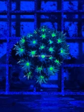 CE- WYSIWYG Captain Crunch Glitter Rainbow Goni Frag - Live Coral LPS SPS #RZA3