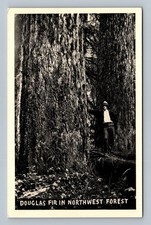 Vintage Douglas Fir Northwest Forest Postcard by U.S. Forest Service