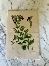Antique Floral Print 1897