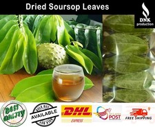 Organic Dried Soursop Leaves Guanabana  100 Natural  Herbal Tea  Free Ship