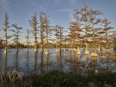 Photo:Dublin Mississippi 2010s Cypress Swamp Winter Light Trees Lake