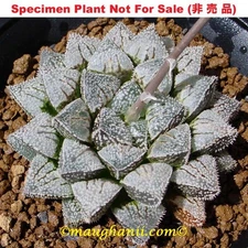 Succulent -Haworthia cv ‘Muffins’, Extra Large Offset