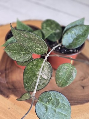 Hoya Parasitica Splash (verticilata)