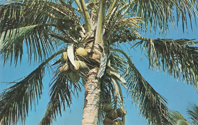 Postcard Florida Coconut Palm symbolic scene VTG CC6.