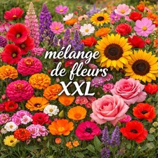 Mélange de graines de fleurs BIO – Sachet XXL