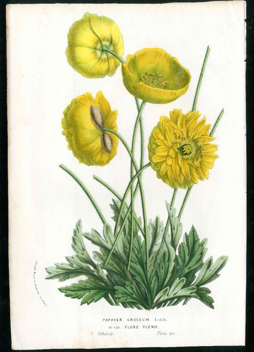 1847 Van Houtte Flore Serres Jardins California Poppy 2 Orginal Antique