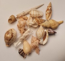 Conchiglie Lotto tropicale da Identificare