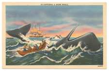 Sperm Whale Hunting Sea Ship Postcard