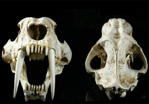 13" Saber-toothed Tiger Skull Smilodon Animal Model Prop Decor Collector Toy - Bild 5 von 5