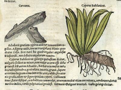 Engraving Old Botanical Illustration The Cyperus Papyrus, Cardamom.