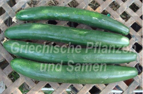 ┥  Cucumbers **Garden Sweet Cucumber** Great Salad Cucumber 5 Fresh Seeds Balcony - Picture 1 of 1