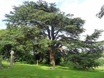 FOTO ZEDER WEST HILL FRIEDHOF WINCHESTER EINE ZEDER DES LIBANON (CEDRUS LIBANI). 2