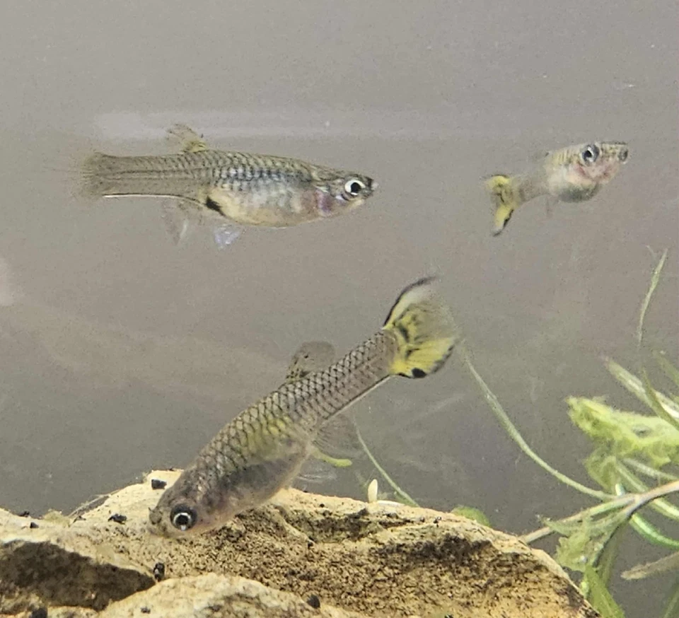 Endlers de tigre amarillo 6+1 Foto 2 de 4