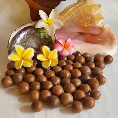 BIG MAC NUT FARM FRESH HAWAII GROWN Macadamia Nuts Organic Raw 40 lbs Mac Nuts FAST FREE SHIPPING