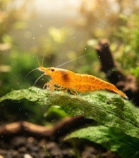 50 Live Orange Sunkist Shrimp Home Bred  Freshwater Neocaridina