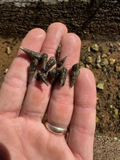 100+ LIVE Malaysian Trumpet Snails MTS Clean-Up Crew Tank Bred FREE SHIP