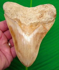 5.38 “ MEGALODON SHARK TOOTH Real Fossil - Indonesian