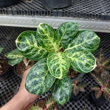 Aglaonema Green Papuma Free Phytosanitary