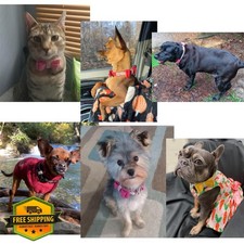 Bling Dog Cat Collar Leash Set Bow Tie Rhinestone XXS XS S M L Grey