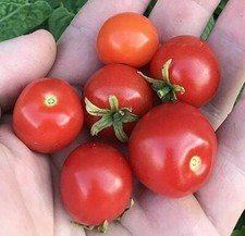 Bonsai Red Micro Dwarf Japanese Tomato Premium Seed Packet