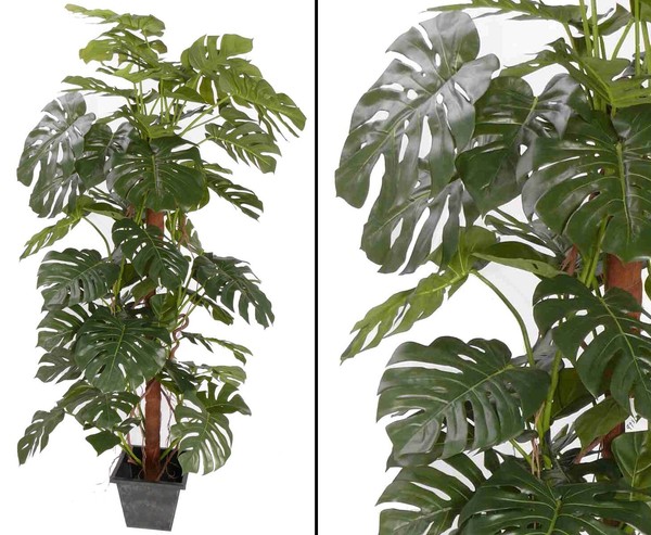 Monstera Deliciosa Fensterblatt 64 BläTter HöHe Ca. 190Cmvon Ibizanos-image