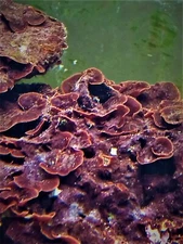Red Coraline Frag/Marine Bacteria/ Live Coral Rock/Marine Algae Plants