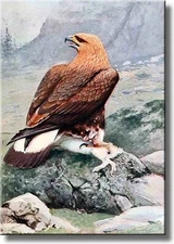 Golden Eagle Flying Picture on Stretched Canvas, Wall Art Décor, Ready to Hang