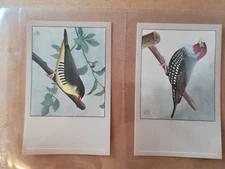 P.Sluis-Bird postcards-Series 8 (Type 2)-Full set of 12 in sleeves