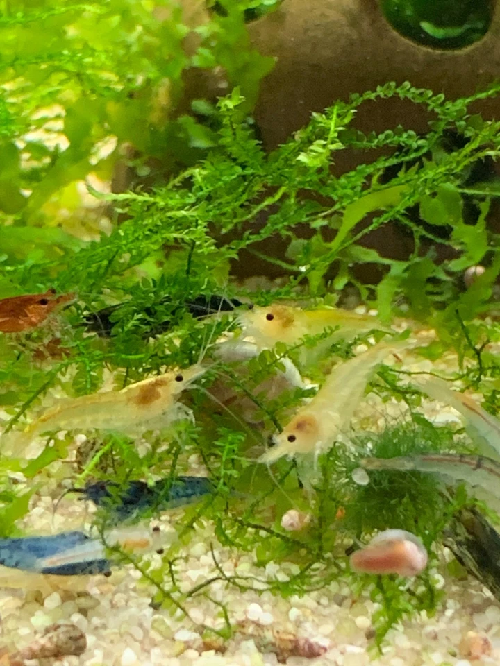 Lot De 10 Crevettes Neocaridina Déclassées Aquarium Poissons Plantes - Photo 2/4
