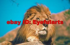 Lions Corel Royalty-Free Stock Photo CD-ROM Disk USB