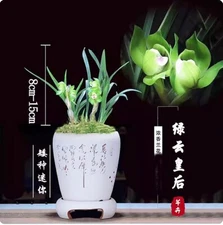 Cymbidium tortisepalum Fukuyama莲瓣兰 "green Cloud" 4+pseudobulbs, extra  fragrant