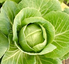 Cabbage Golden Acre - 500x Seeds - Vegetable