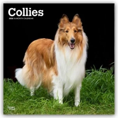 BROWNTROUT VERLAGS GMBH Collies - Langhaarcollie 2026 - 16-Monatskalender Browntrout Publishers