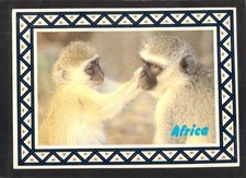 A4201 Africa Vervet Monkey PU199 to South Australia postcard